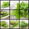 Collection of freshly harvested herbs