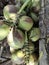 a collection of freshly picked coconuts