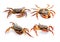 Collection Freshwater crab on white background.