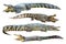 Collection of freshwater crocodile isolated on whi