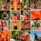 Collection of Fushimi Inari Taisha Shrine scenics