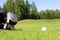 Collection of golf equipment resting on green grass