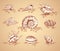 Collection graphic images seashell