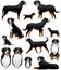 Collection of greater swiss mountain dog breed in colour image