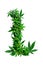 Collection of green cannabis leaves creatively arranged to form the letter L. Alphabet. Isolated