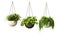 Collection of green plants hanging in ceramic pot planters isolated on white background