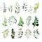 Collection of greenery leaf plant forest herbs tropical eucalyptus leaves