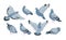 Collection of grey feral pigeon in various poses - sitting, flying, walking, eating. City or synanthrope bird isolated