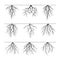 Collection of grey roots. Vector Illustration.