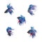 Collection Group of blue siamese fighting fish