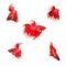 Collection Group of orange red siamese fighting fish