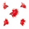 Collection Group of orange red siamese fighting fish