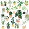 Collection of hand drawn indoor house plants on white background. Collection of potted plants. Colorful flat vector