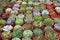 Collection of healthy decorative succulent top view in the greenhouse garden for limited space urban gardening design