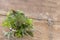 Collection on herbal medicine herbs in a metal sieve on a wooden background