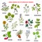 Collection of herbs for attention deficit disorder