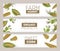 Collection of horizontal banner templates with realistic hand drawn cobs of sweet corn or corncobs on white background