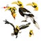 Collection of Hornbill