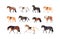 Collection of horses and pony standing and moving vector flat illustration. Set of gorgeous groomed racehorses of