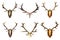 Collection of huge red deer buck hunting trophies