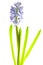 Collection hyacinth flower head isolated on a white background. Spring time. Easter holidays. Garden decoration, landscaping.