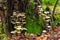 Collection Hypholoma fasciculare, clustered forest lover, forest mushroom