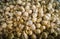 Collection of indian garlic in the market.