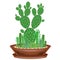 Collection of indoor plants in pots, cacti, succulents. The garden is in the bowl. Euphorbia, scarlet vera, Mammillaria. Lovely