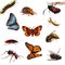 Collection of insects. Butterflies, caterpillars,