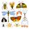 Collection of insects. Butterflies, dragonflies and beetles isolated in the white background.