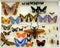 Collection of insects, colorful beetles, grasshoppers, entomological collection, many different bugs on white