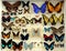 Collection of insects, colorful beetles, grasshoppers, entomological collection, many different bugs on white close-up,
