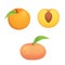 Collection of isolated cut and whole vector peaches. Vector apricot illustration in curtoon style