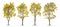 Collection of Isolated Silver trumpet trees or Yellow Tabebuia on white background