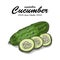 Collection of isolated vegetables. Cucumber