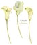 Collection of isolated watercolor white callas flowers
