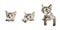 Collection of kittens above white banner