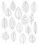 Collection of leaves for coloring pages