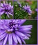 Collection of lilac asters