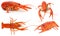 Collection of lobsters isolated on the white background