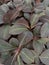 Collection of lush purple and green leafy plants