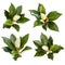 Collection of Magnolia Flower Buds Isolated