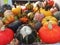 A collection of many multicolored mini pumpkins and gourds.