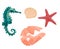 Collection marine life seahorse starfish and seash