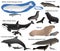 Collection of marine mammals and its cubs in colour image