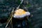 Collection of medicinal polypore mushrooms in the forest, medicinal fungi