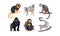 Collection of monkeys, different breeds of monkeys vector Illustration on a white background