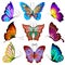 Collection of multi-colored butterflies.