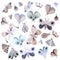 Collection of multi-colored butterflies and moths on a white background.	