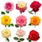 Collection multicolored flowers head roses